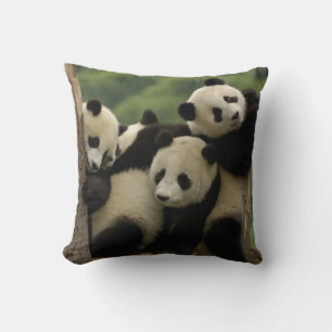 Coussin Bébés panda géant Ailuropoda melanoleuca)