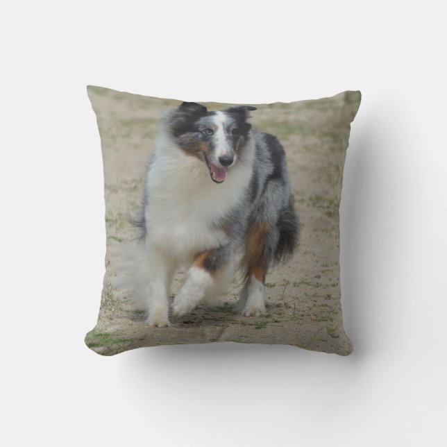 Coussin Berger bleu d'Australien de Merle (Recto)
