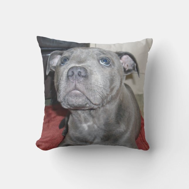 Coussin Blue Staffordshire Bull Terrier Puppy (Recto)
