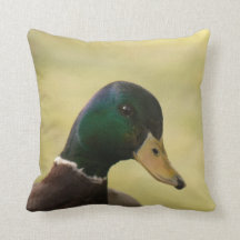 Canard de Mallard