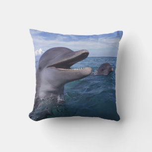 Coussin Caraïbes, Bottlenose