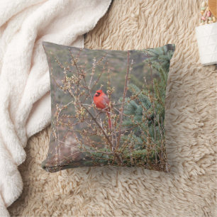 Coussin Cardinal mâle rouge sur Forsythia Haies Jeter Orei