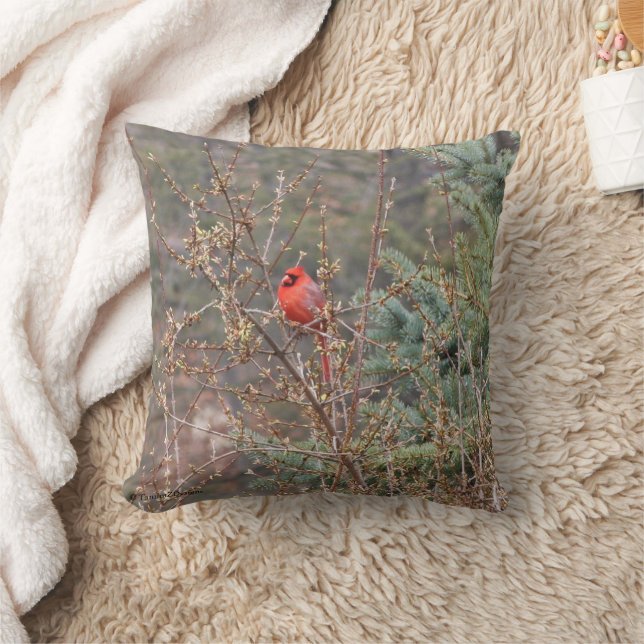 Coussin Cardinal mâle rouge sur Forsythia Haies Jeter Orei (Couverture)