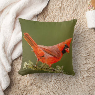 Coussin Cardinal masculin sur le membre