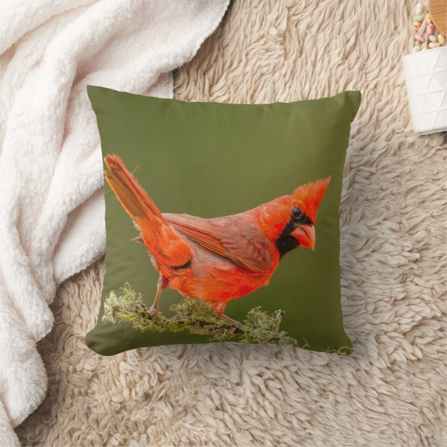 Coussin Cardinal masculin sur le membre (Couverture)