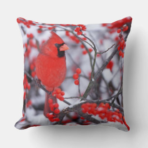 Coussin Cardinal rouge mâle, Hiver, IL