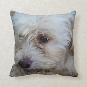 Coussin Carreau adorable de Mojo de chiot de Cockapoo