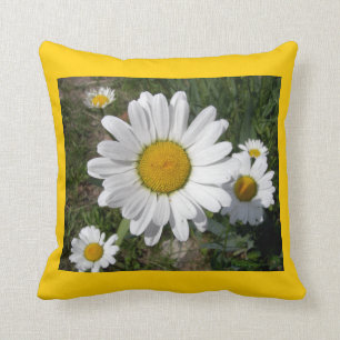 Coussin Casta Daisies (Chrysanthemum maximum)