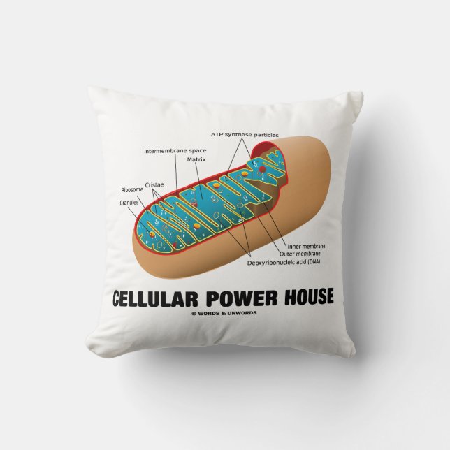 Coussin Centrale cellulaire Mitochondrion (Recto)