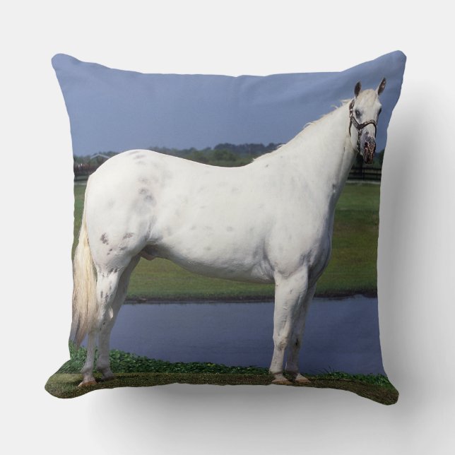Coussin Cheval d'Appaloosa (Recto)