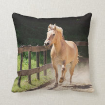 Cheval norvégien du fjord - Finn