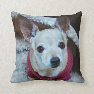 COUSSIN CHIHUAHUA