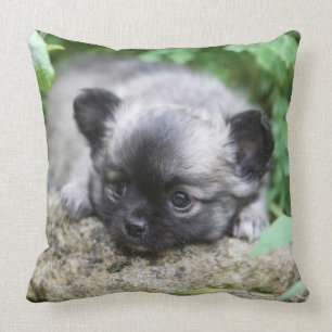 Coussin Chiot aux cheveux longs de chiwawa