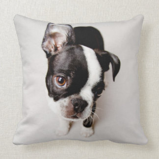 Coussin Chiot Edison Boston Terrier.