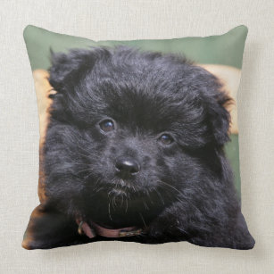 Coussin Observation de Pomeranian