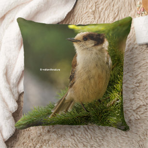 Coussin Cut Grey Jay Whiskeyjack Songbird in Conifer Tree