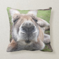 Cute Kangaroo Funny Face Australie Photo Faune