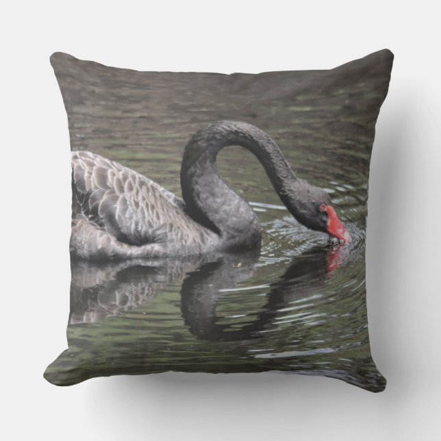 Coussin Cygne noir (Recto)