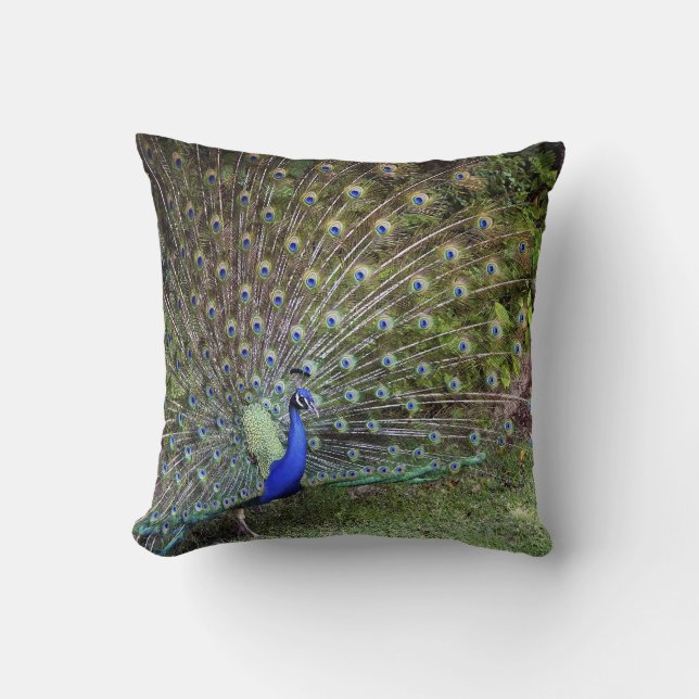 Coussin d'accent de paon (Recto)