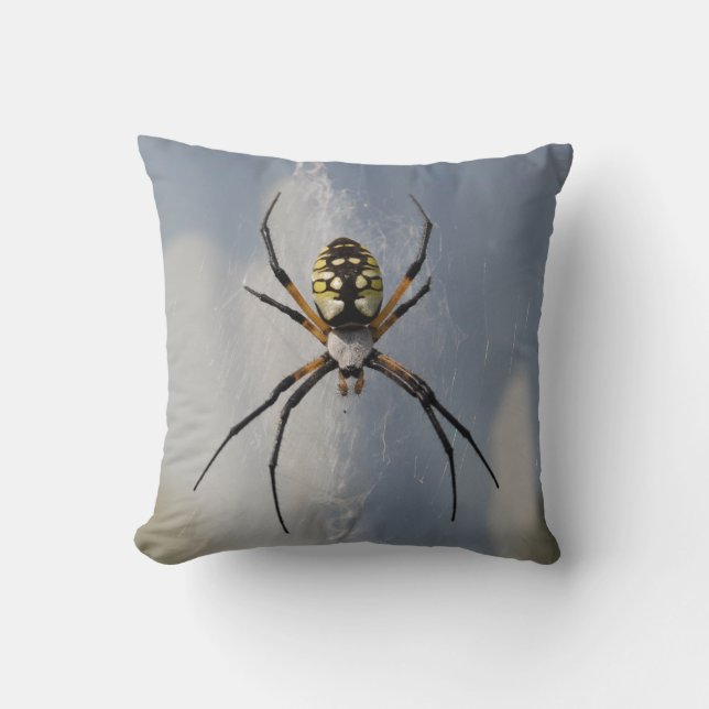 Coussin d'araignée d'Argiope (Recto)