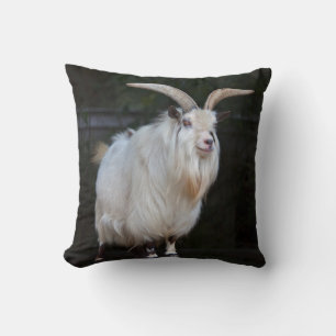 Coussin de Chèvre Pygmée Africaine