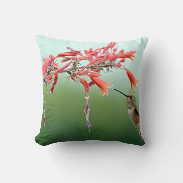 Coussin de colibri (Recto)