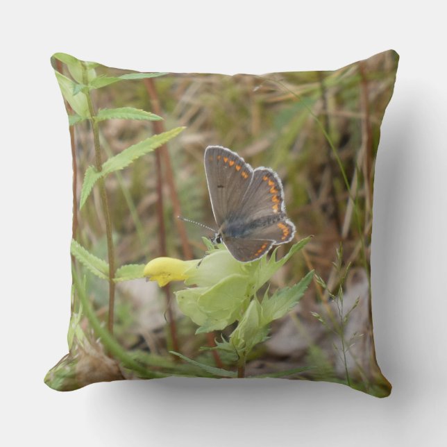 Coussin de jet Brown Argus papillon (Recto)