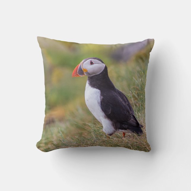 Coussin de macareux (Recto)