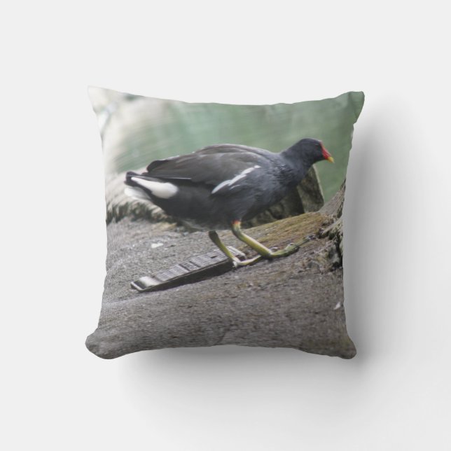 Coussin de Moorhen (Recto)