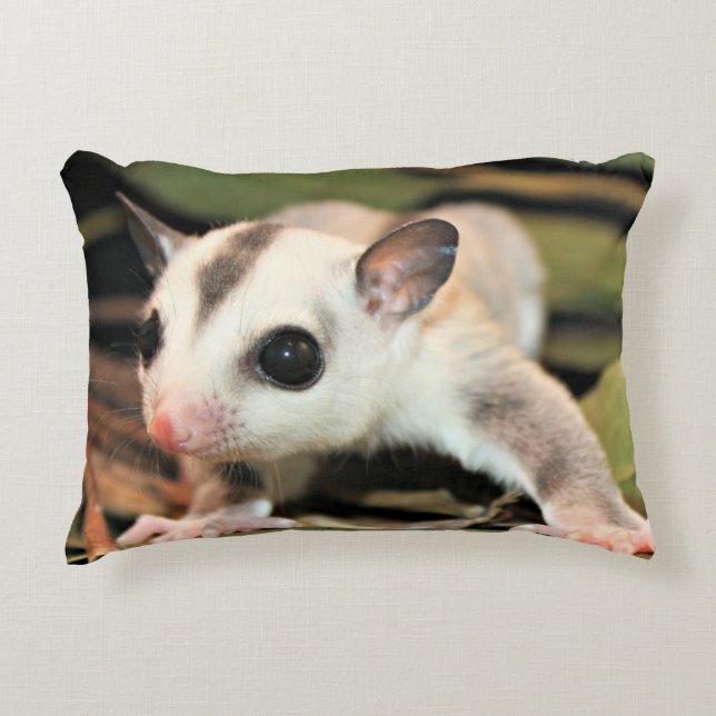Coussin de planeur de sucre (Devant)