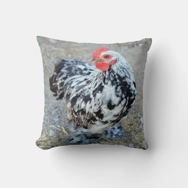 Coussin de poulet Bantam Cochin mignon (Recto)