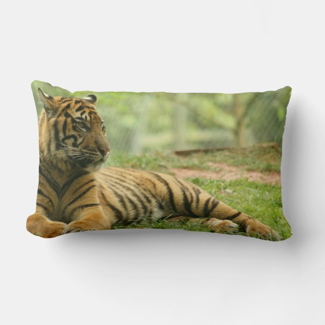Coussin de repos de tigre (Recto)