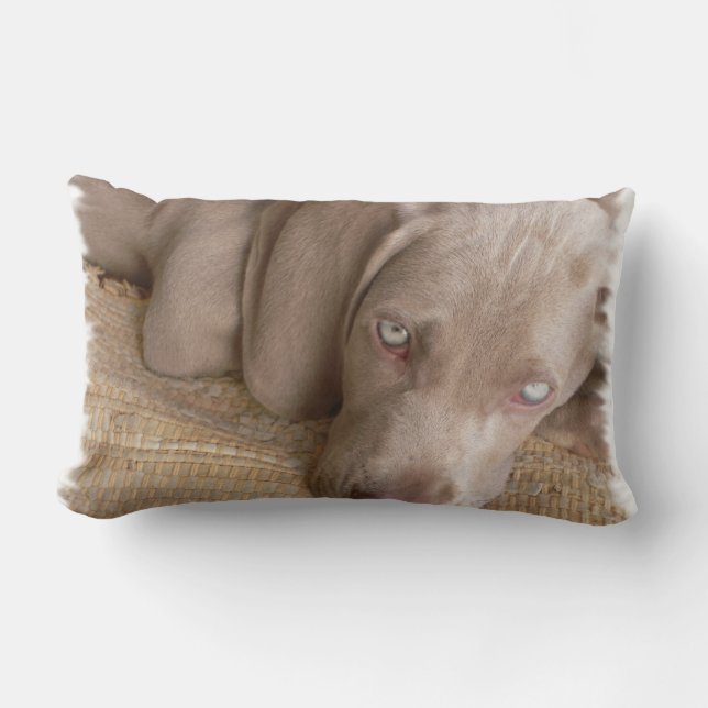 Coussin de sommeil Weimaraner (Recto)