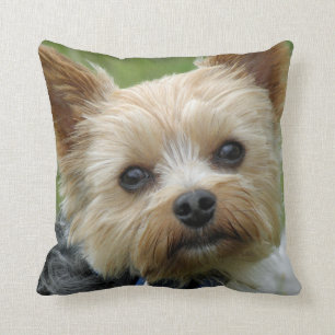 Coussin de Yorkie