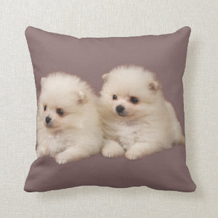 Coussin des chiots de Poméranie blanche et bouff