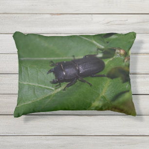 Coussin D'extérieur Dorcus parallelipipedus, le moindre dendroctone du