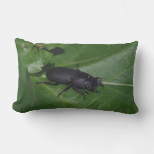 Coussin D'extérieur Dorcus parallelipipedus, le moindre dendroctone du