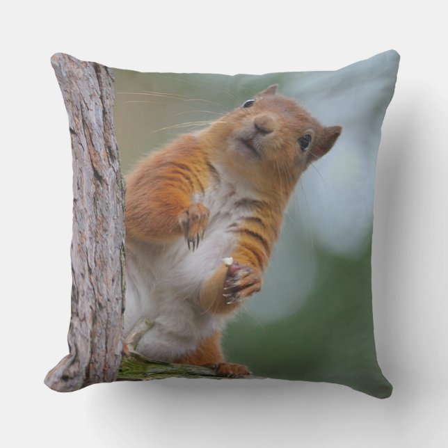 Coussin D'extérieur Écureuil rouge sauvage dans la photo écossaise de (Recto)