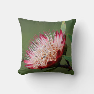 Coussin Drakensberg Sugarbush (Protea Dracomontana)