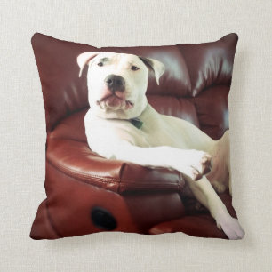 Coussin drôle de chien de taureau blanc sur le canapé