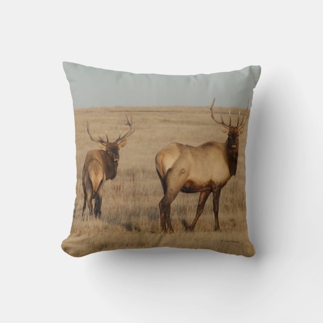 Coussin Élan mâle E1 (Recto)