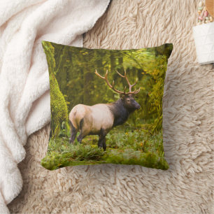 Coussin Élan Roosevelt mâle debout dans la prairie