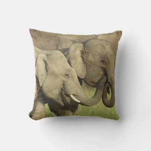 Coussin Éléphants asiatiques indiens