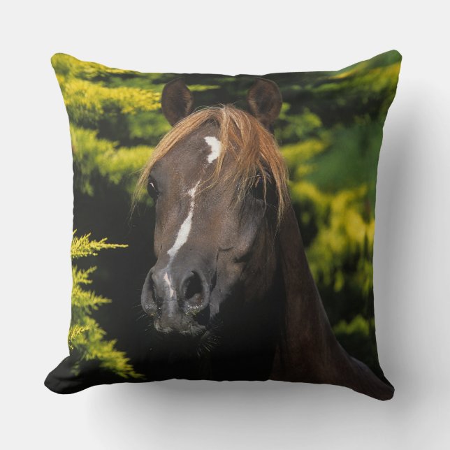 Coussin Étalon Arabe (Recto)