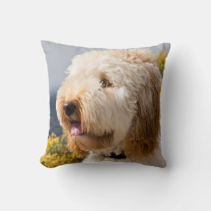 Coussin États-Unis, Californie. Portrait de Labradoodle 3