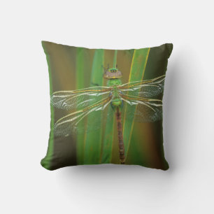 Coussin États-Unis, Géorgie. Libellule aeshne vert sur des
