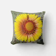 F17b Fleur sauvage jaune Gaillardia