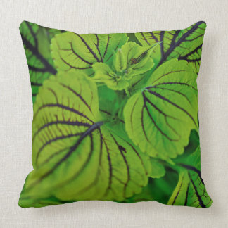 Coussin feuillu vert de coleus