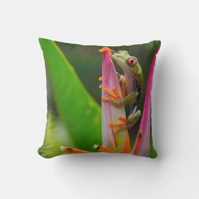 Coussin Grenouille à oeil rouge, Costa Rica (Recto)