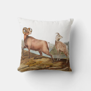 Coussin Illustration du mouton des Rocheuses (Ovis montana